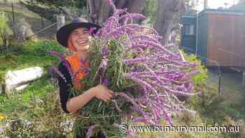 Salvia Leucantha: Pruning and propagating Mexican bush sage - Bunbury Mail