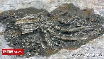 'Jurassic Pompeii' yields thousands of 'squiggly wiggly' fossils