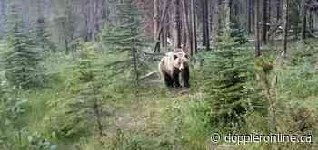 Former Huntsville resident has close encounter with grizzly in Jasper - Huntsville Doppler