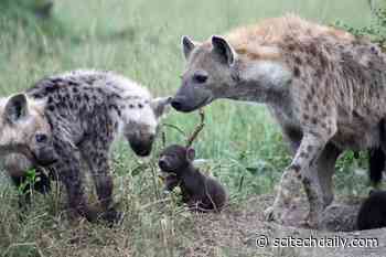 Massive Study Over 27 Years Shows Social Ties and Rank Are Inherited Among Spotted Hyenas