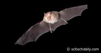 Novel Coronavirus Discovered in British Bats – Related to the Virus That Causes COVID-19