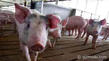 Ebola-Like Pig Illness Pops Up in Germany, Doesn't Pose a Threat to Humans - Gizmodo
