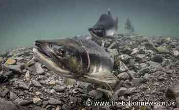 Anglers urged to report pink salmon sightings in Bolton and Bury - The Bolton News