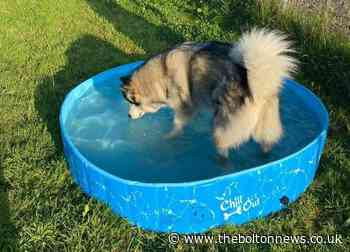 Paddling pool makes a splash at Westhoughton Dog Park - The Bolton News