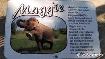 African Lion Safari ended elephant rides after 2019 attack. So why are they still allowed in Canada?