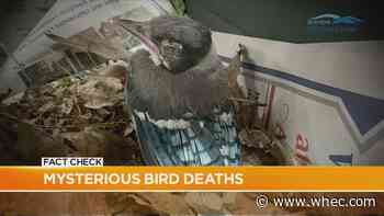 Fact Check: Mysterious bird deaths