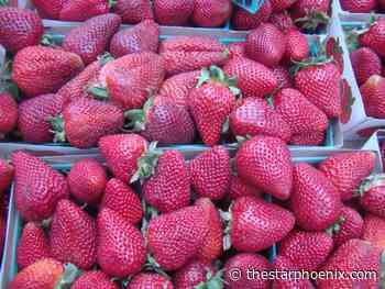 Gardening: How sweet it is to grow a northern strawberry