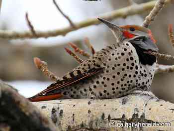 Urban birds: A Nature Canada initiative has certified Calgary as a 'bird-friendly city' - Calgary Herald