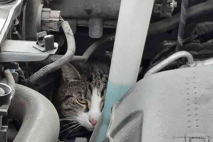 Wie herkent kat die in motorblok auto kroop aan vaccinatiecentrum Voorkempen?