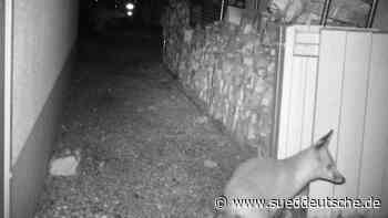 Gauting: Füchse haben es auf Damenschuhe abgesehen - Süddeutsche Zeitung