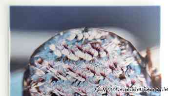 Inklusion mit der Kamera - Süddeutsche Zeitung