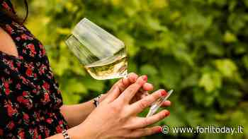 Dodici vini in bianco per l'estate: anche un Pagadebit di Bertinoro tra le proposte - ForlìToday