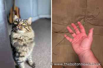 Owner's distress as cat caught in snare trap in Egerton