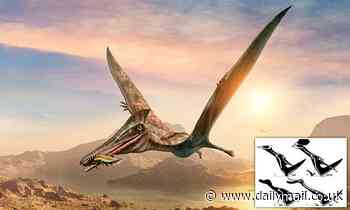 Baby pterosaurs flew the nest straight after hatching, study claims