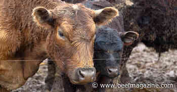 Fall calving: Is it profitable?