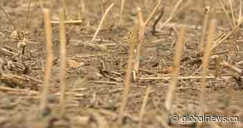 Crops in Saskatchewan ‘extremely stressed’ due to heat, lack of moisture