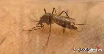 Fewer mosquitoes in Saskatoon this summer thanks to dry conditions