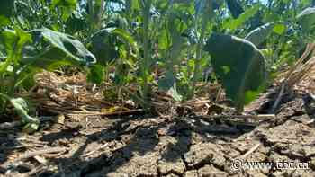 Heat-strained crops have Sask. government, Opposition calling for federal help