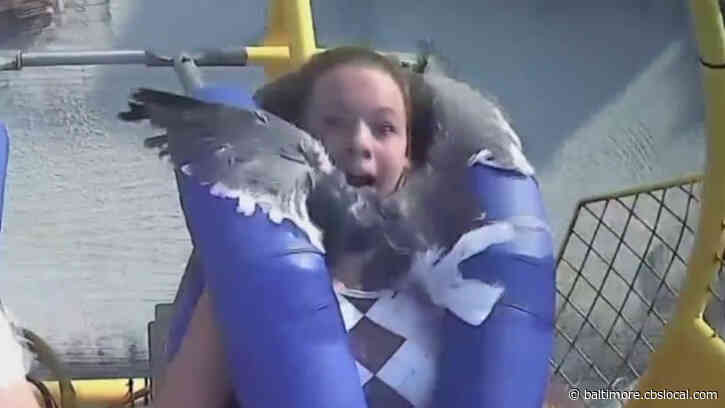 WATCH: Teen Takes Seagull To The Face On High-Flying Amusement Park Ride