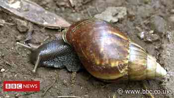 US border agents seize 15 giant snails