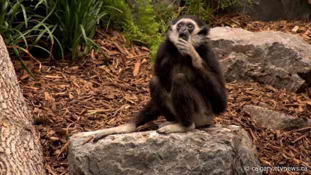 Gateway to Asia officially opens at the Calgary Zoo