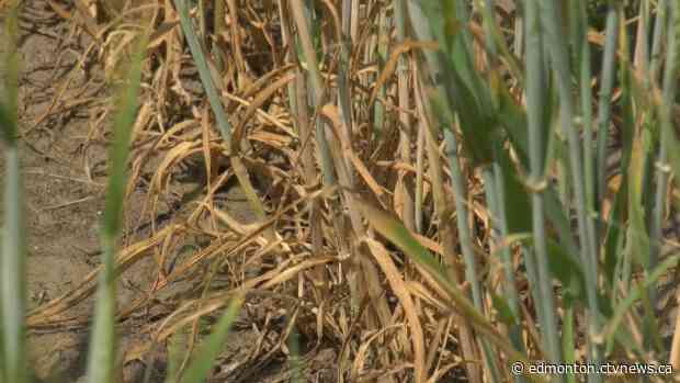 Alta. county that flooded 2 years ago now declaring ag emergency over drought-like conditions