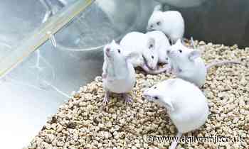Age-related memory loss is reversed in mice by increasing the plasticity of the brain