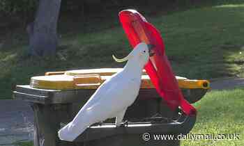 Birds: Clever cockatoos can learn to lift BIN LIDS to gather food by copying others 