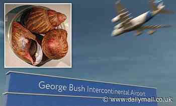 15 rare giant land snails that can grow to the size of a person's fist captured in Houston airport