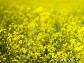 Further relief plans up in the air as dire drought dries crops