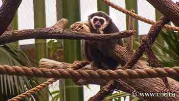 Meet the Calgary Zoo's newest residents, featured in a new exhibit