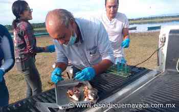 Especialistas evalúan salud de la mojarra en Coatetelco - El Sol de Cuernavaca