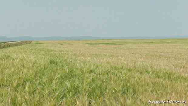 Province and feds team up to help farmers survive dry, hot summer