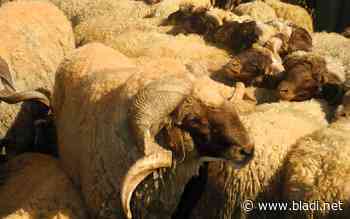 Mulhouse : deux musulmans arrêtés pour abattage sauvage de mouton - Marocains du monde