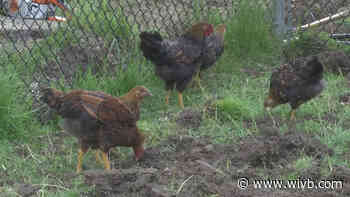 Not over yet: Wheatfield family that cried "fowl" loses appeal to keep chickens, but finds solution on nearby property