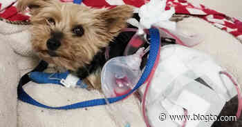 Tiny Toronto dog in hospital after defending 10-year-old girl from coyote attack - blogTO