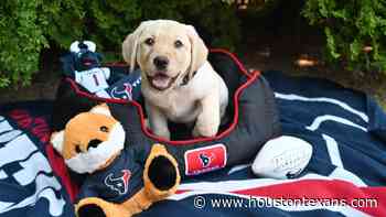 Houston Texans and Kroger partner with America's VetDogs to raise future service dog - HoustonTexans.com