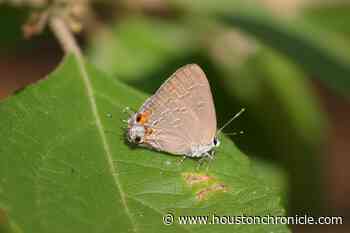 Summer butterflies are hatching in Houston gardens - Houston Chronicle