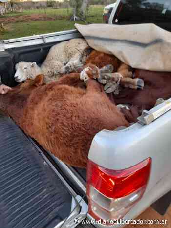 Insólito: los sorprendieron cuando se llevaban animales y quedaron libres - Las noticias más importantes de Corrientes - diarioellibertador.com.ar