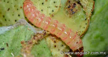 Cinco estados, libres de plagas del algodonero: Sader - Ángulo 7