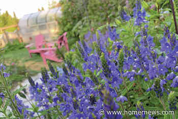 Kachemak Gardener: Be patient with gardening and have hope - Homer News