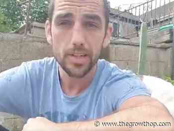 Irish guerilla gardener plants cannabis in front of City Hall to protest medical pot restrictions - The GrowthOp