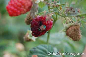 GARDENER'S CHECKLIST: Week of July 22, 2021 - theberkshireedge.com