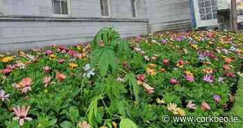 Guerilla gardener beds cannabis in front of Cork City Hall - Cork Beo