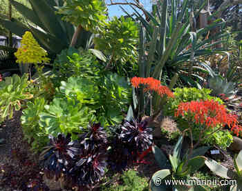 Dig in the dirt, learn and teach others as a master gardener - Marin Independent Journal