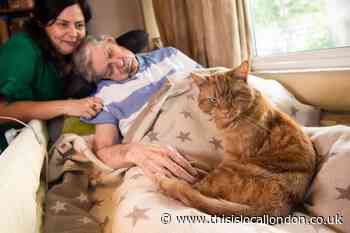 Blackheath cat up for national award for hospital story