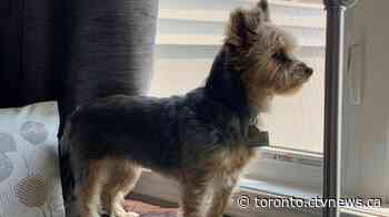 Yorkie in ICU after defending 10-year-old owner from coyote attack in Scarborough