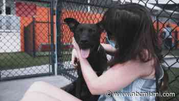 The Number of Pets in Shelters Is Back on the Rise