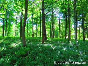 5 reasons why tropical forest protection should be central to corporate climate strategies - The European Sting