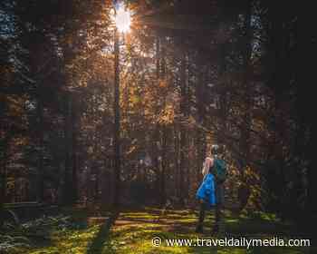 Forest bathing in Thailand - Travel Daily